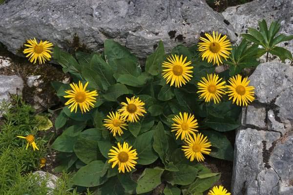 Andızotu faydaları