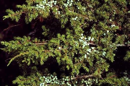 Ardıçkatranı  ağacı faydaları