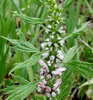 Aslankuyruğu faydaları