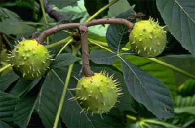 Atkestanesi faydaları