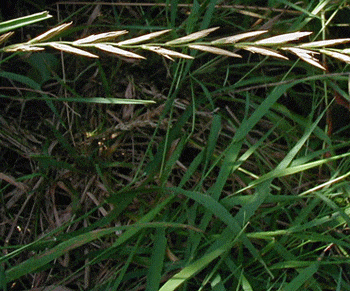 Ayrıkotu faydaları