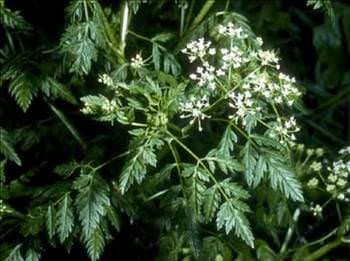 Baldıran faydaları