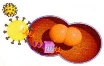 Zerit (Stavudin) (d4T)