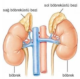 Adrenal Salgı Bezi  (Böbrek üstü bezi) Tümörleri