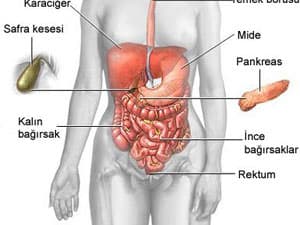 Bağırsak Tıkanması Nedir ?