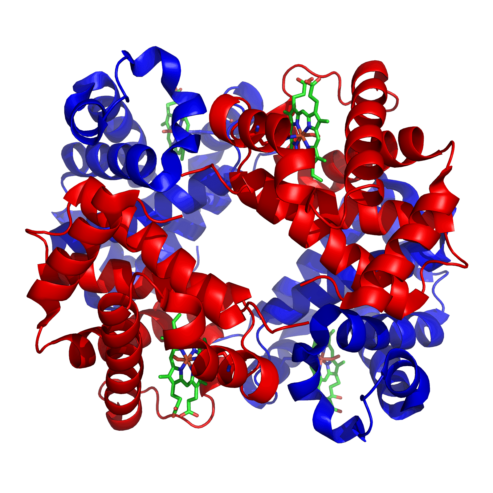 Hemoglobin Değeleri