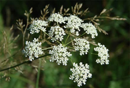 Abdestbozanotu faydaları