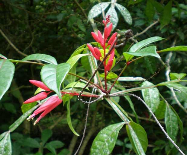 Acıağaç faydaları