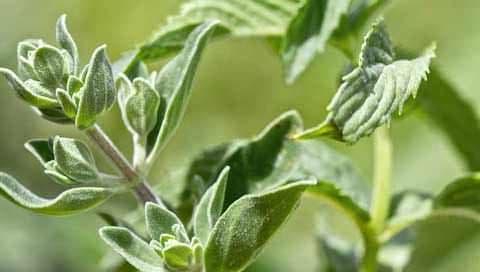 Adaçayı faydaları