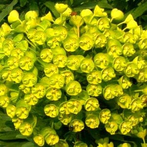 Sütleğen Yararları