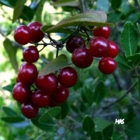 Tilkiüzümü Neye İyi Gelir?