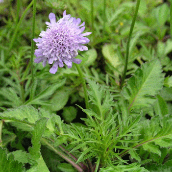 Uyuzotu Neye İyi Gelir?